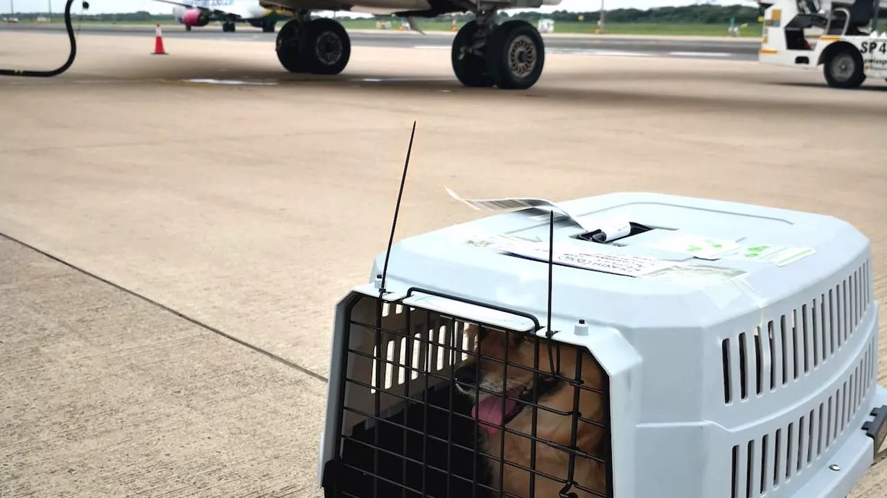 Globetrotting Yorkie travels on more than 80 flights