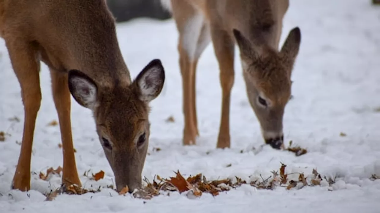 B.C. wildlife group calls for Kootenay deer cull following 3rd case of chronic wasting disease