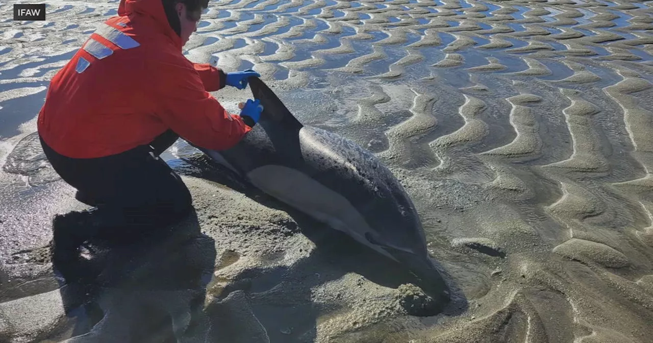 Dolphin strandings on Cape Cod at an all-time high, and experts believe it has to do with food