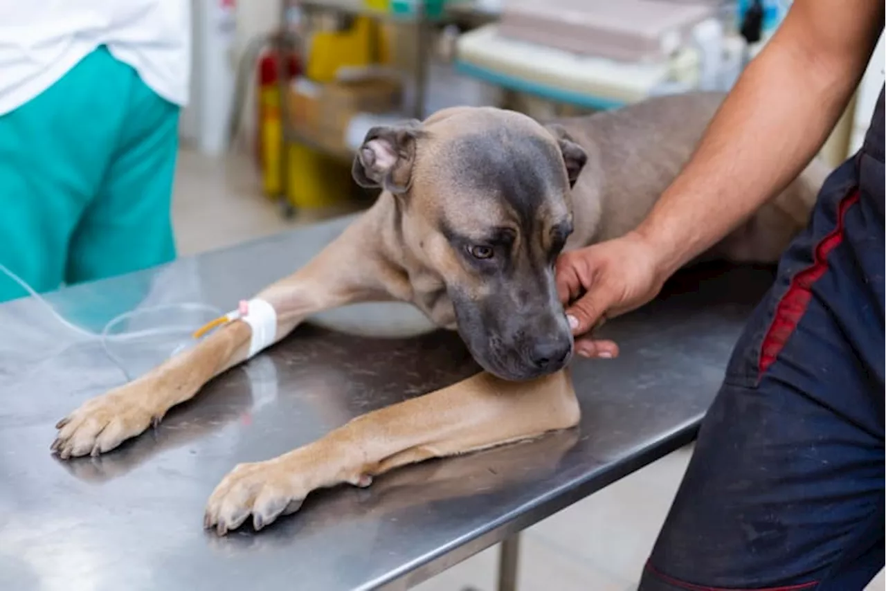 Deep Dive Podcast: Does the vet industry need greater oversight?