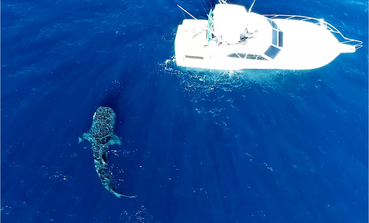 Maior peixe do mundo é visto no Espírito Santo pela 2ª vez; veja vídeo