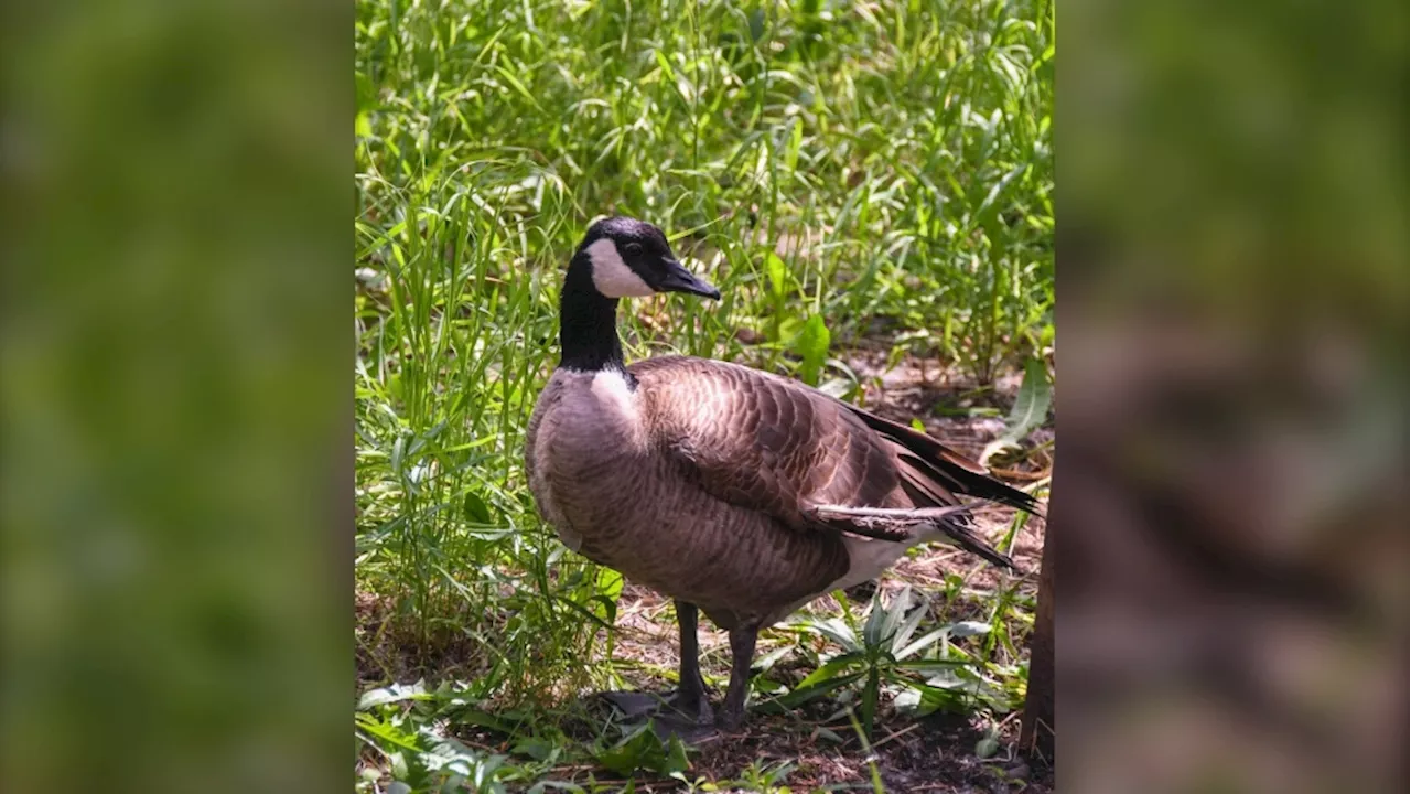 Calgary Wildlife Foundation mourns the passing of Angel the foster Goose