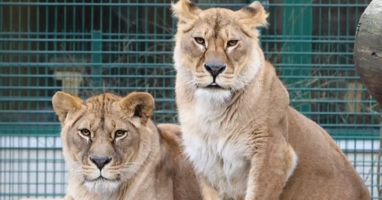 Lionesses arrive at West Lothian zoo from war-torn Ukraine