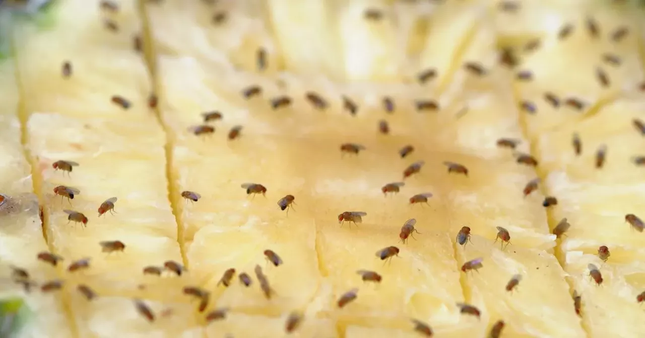 Trap fruit flies with 'only' method that works - using 2 items you have at home