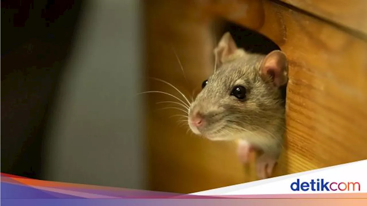 Ampas Teh Ternyata Bisa Usir Tikus di Rumah, Begini Caranya