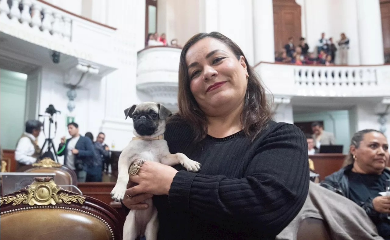 Diputada de Morena busca que negocios de CDMX sean pet friendly; “comercios que niegan entrada a mascotas generan discriminación'