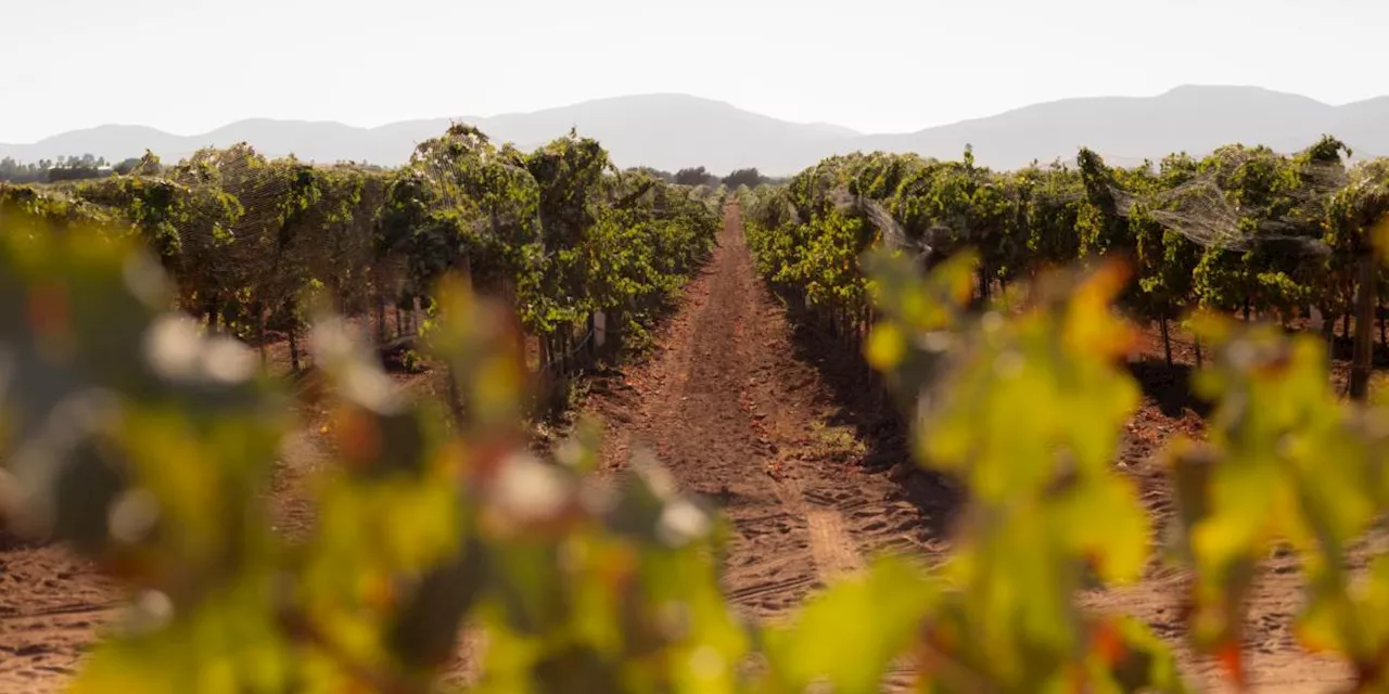 Vino mexicano: la bodega que produce 900, 000 litros anuales y tiene 43% del mercado ultrapremium