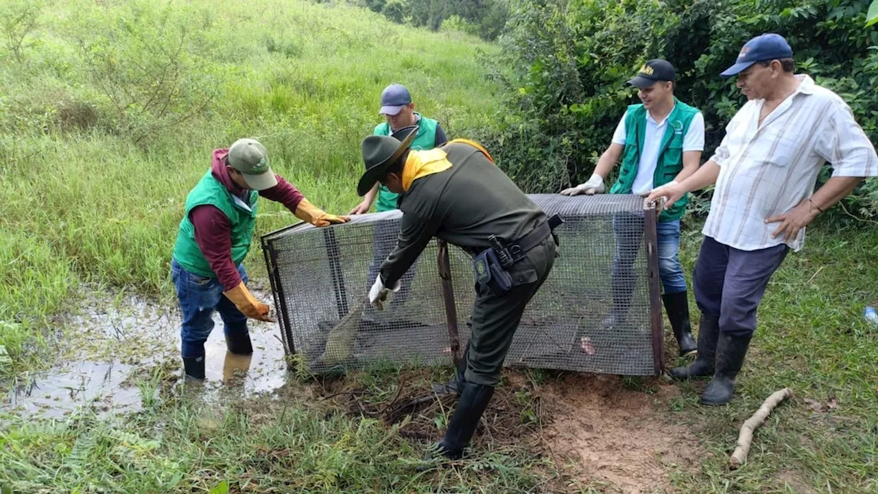 Rescataron otro caimán en San Marcos, Sucre, pero faltan 69