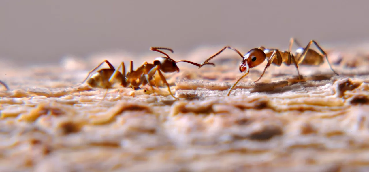 These Ants Live In A ‘Colony’ That Spans Continents—Largest In The Animal Kingdom