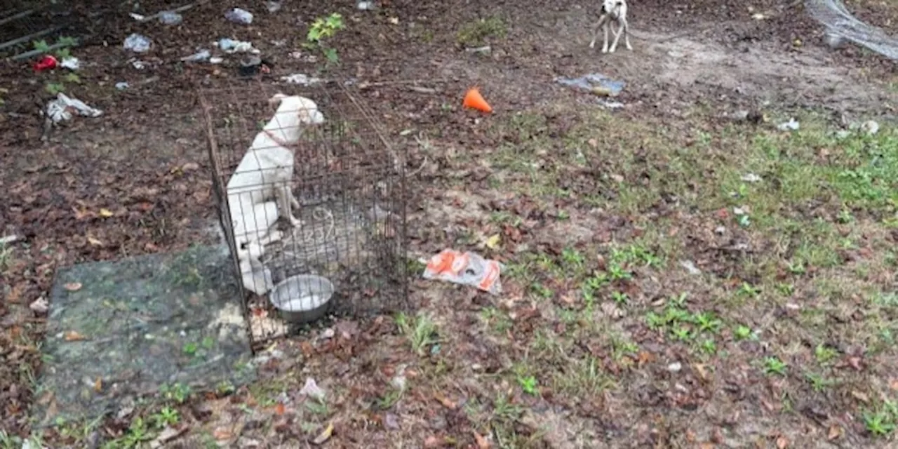 Two dogs taken from owner after multiple citations, citizen complaints alert Mobile Animal Control