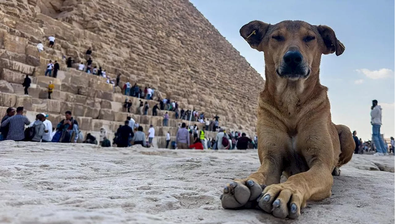 Egitto, i cani randagi delle piramidi sono una nuova attrazione turistica (ma attenzione ai rischi)