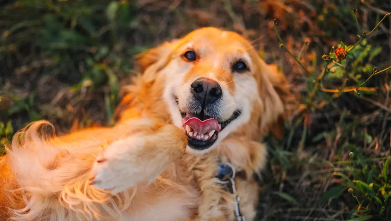 Falsi miti sulla cura del cane: sette verità ed errori da evitare