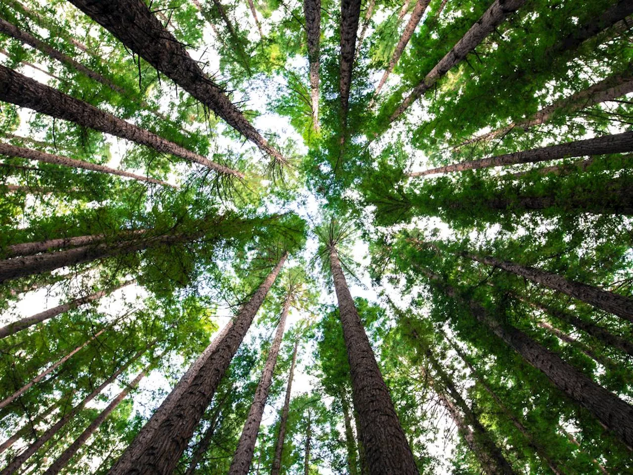 La bufala sugli alberi: mai così tanti in Italia