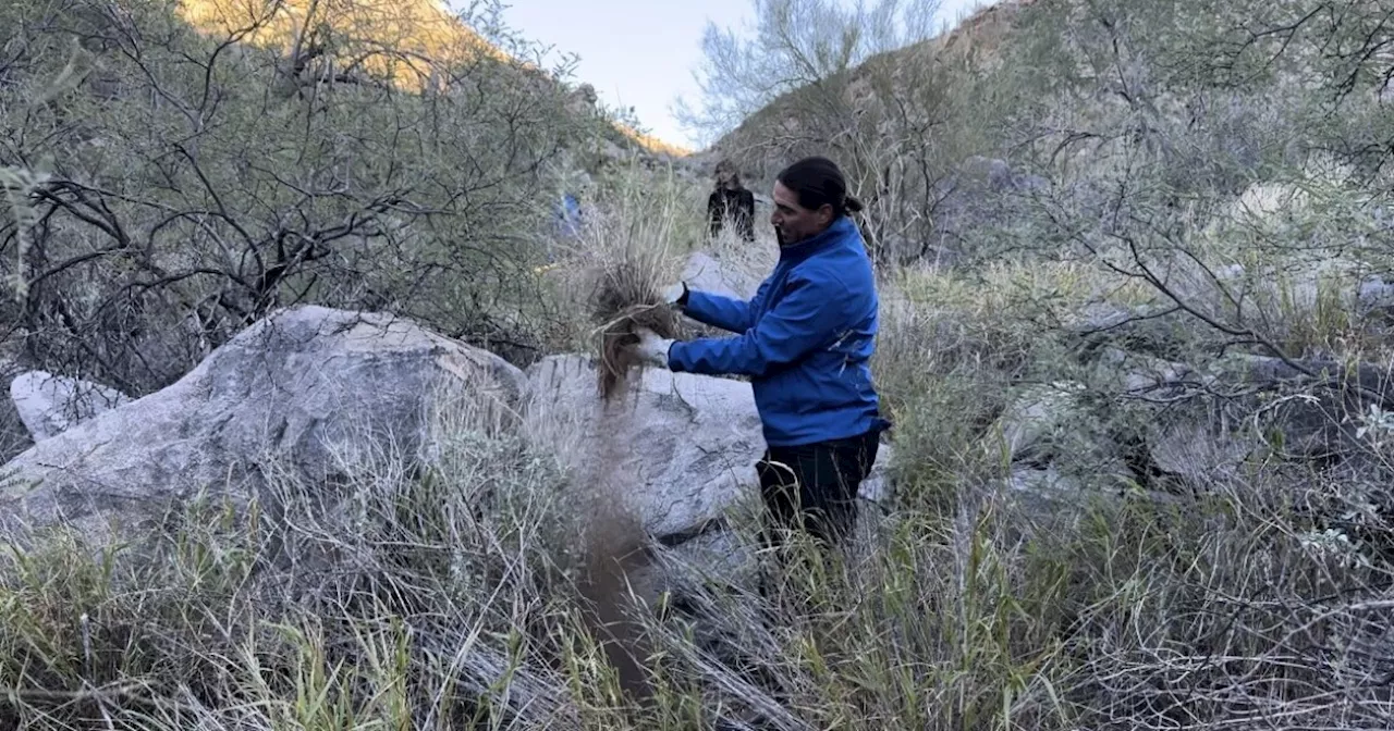 Volunteers battle buffelgrass, other invasive plants at Marana trailhead