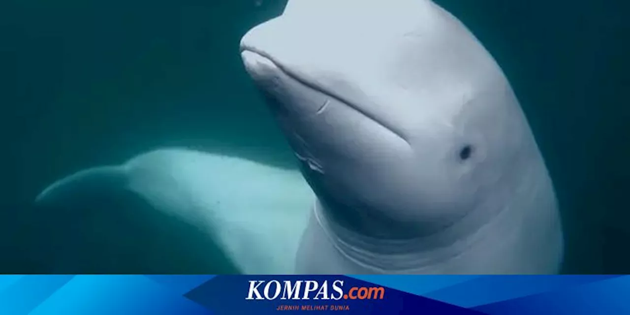 Temuan Terbaru dari Misteri Hvaldimir, Paus Beluga yang Diduga Mata-mata Rusia