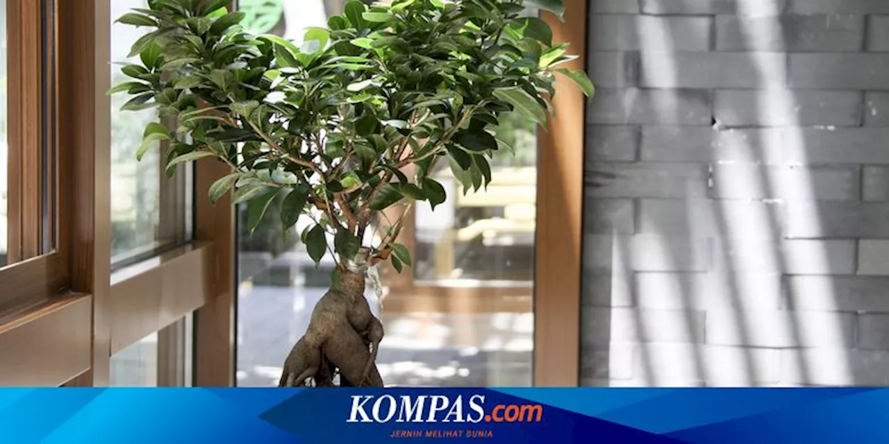 Tips Merawat Pohon Bonsai di Dalam Ruangan agar Tetap Subur