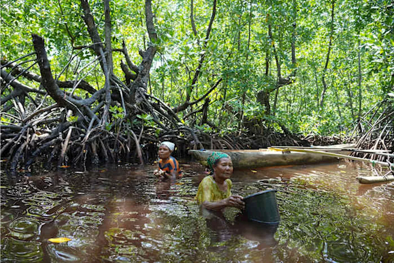 Papuan women's mangrove forest in Indonesia is increasingly threatened by development and pollution