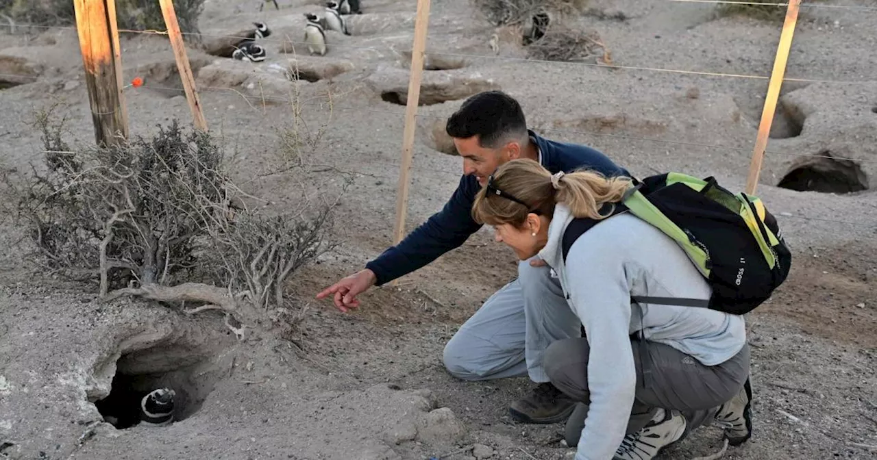 Mehr als 100 Pinguinküken getötet: Bauer zu drei Jahren Haft verurteilt