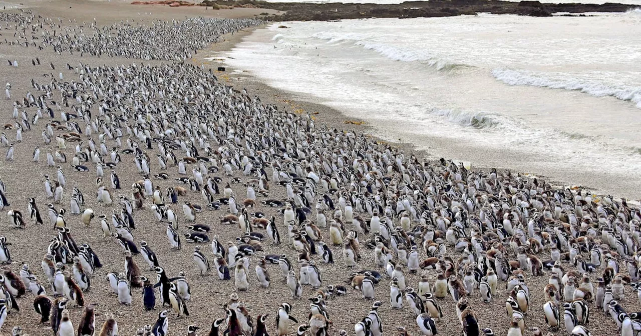 Histórica condena en Argentina contra un ganadero por matanza de 200 pingüinos Magallanes