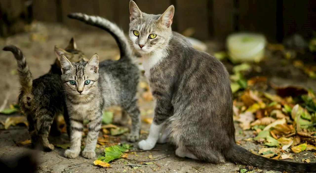 Gatti randagi fucilati e bastonati, intere cucciolate gettate nei rifiuti: «Non li vogliono nei giardini priva