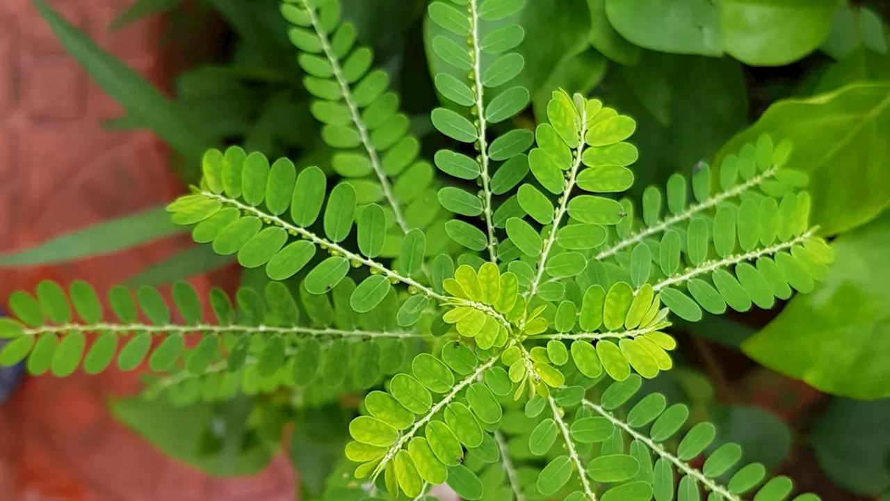 Manfaat Daun Meniran untuk Penderita Diabetes, Herbal Alami untuk Turunkan Gula Darah