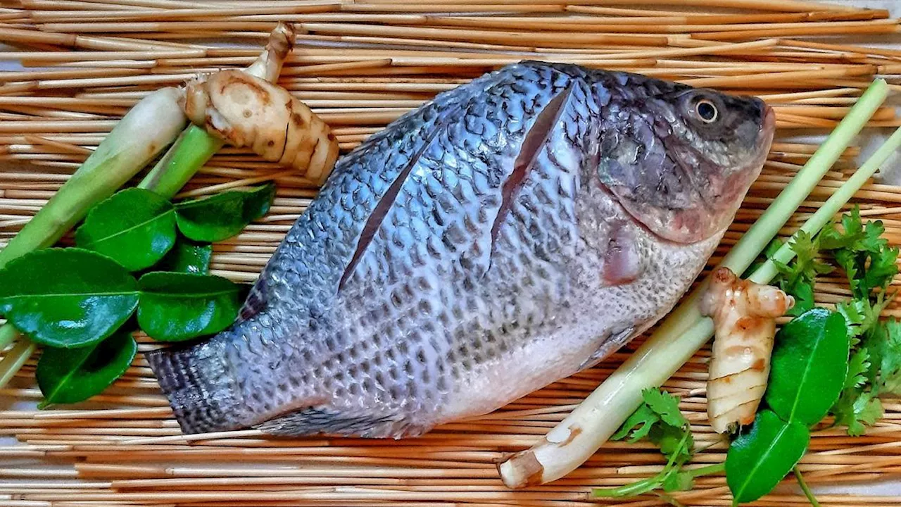 Rahasia Bebas Bau Amis pada Ikan Nila Hanya Butuh Dua Bahan Dapur