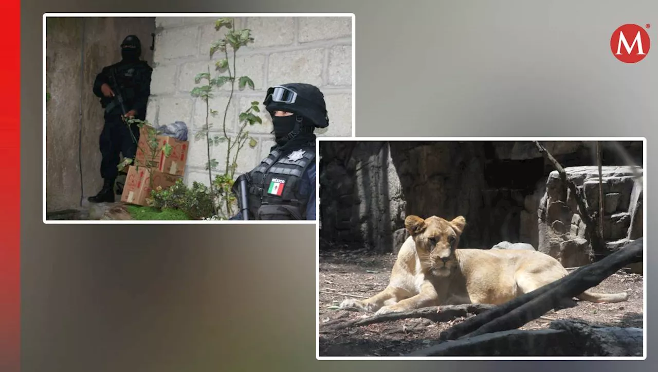 Aseguran refugio con animales exóticos y detienen a 40 personas en Edomex