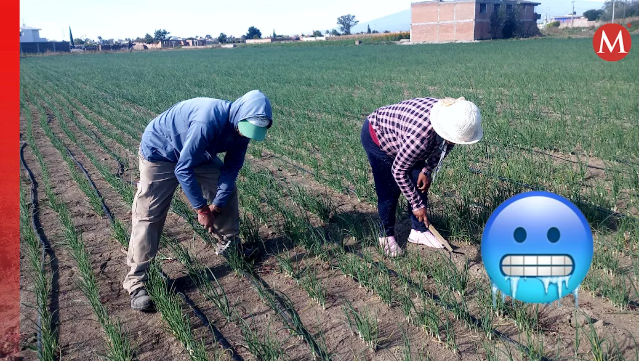 Campesinos estiman pérdidas del 80% por heladas tras frente frío 10 en Cholula, Puebla