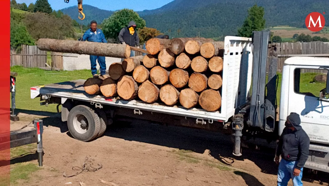 Profepa clausura 12 aserraderos ilegales y decomisa más de 700 metros cúbicos de madera