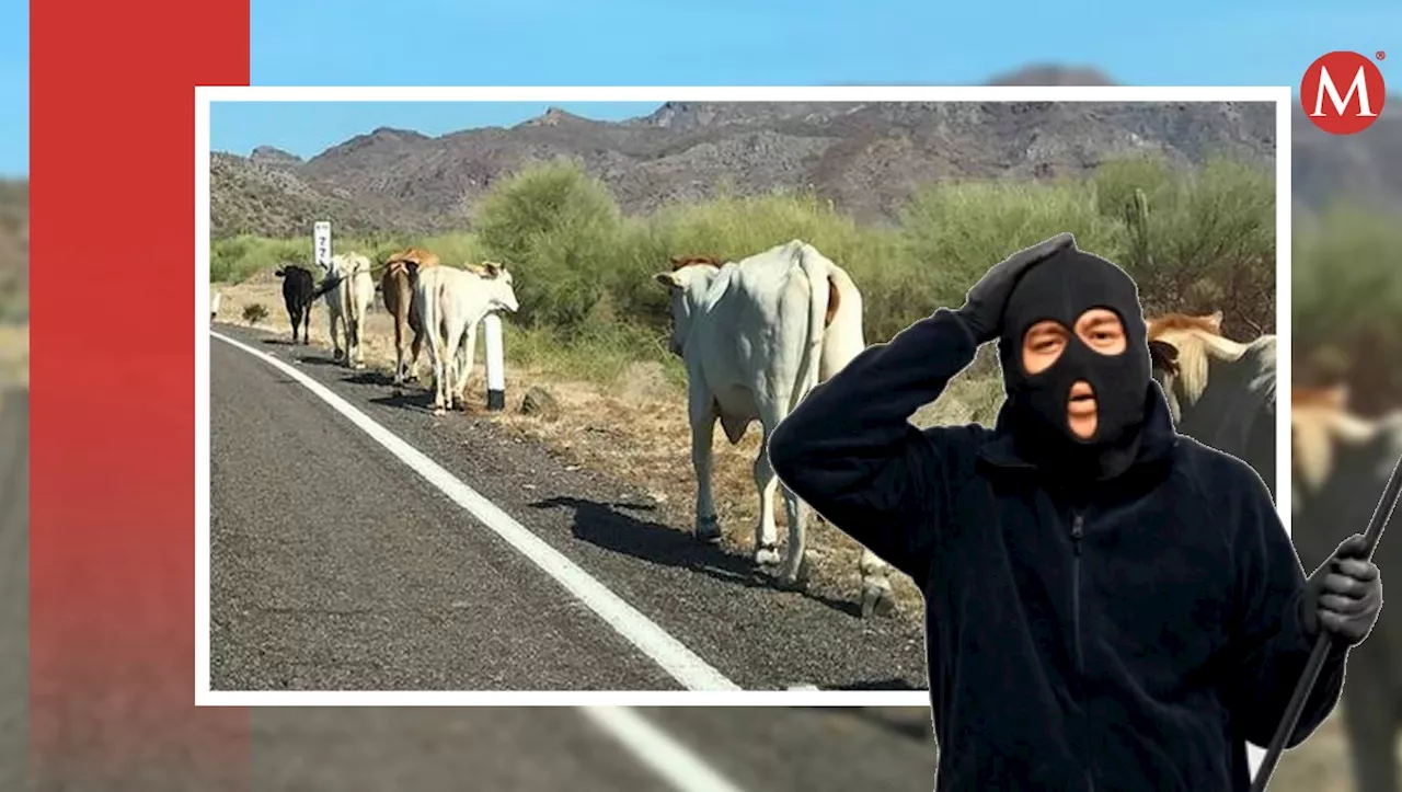 Roban ganado trasladado a Guanajuato; lo abandonan en carretera tras darse cuenta que eran 'bravos'