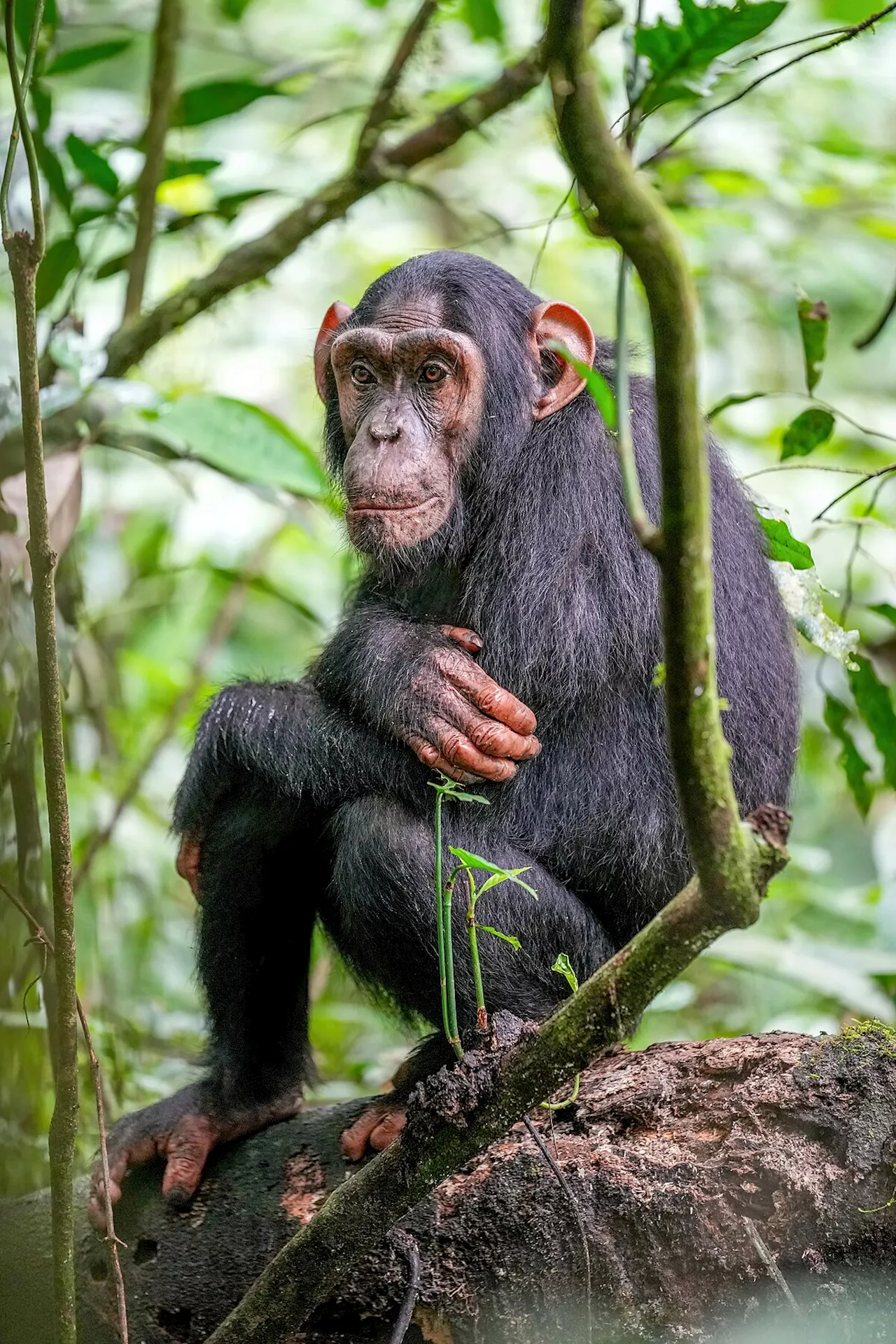 Chimps are upping their tool game, says study