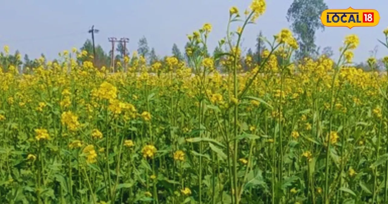 बुवाई के समय सरसों की फसल में जरूर डालें 10 KG ये खाद ..दानों से बहेगी तेल की धारा