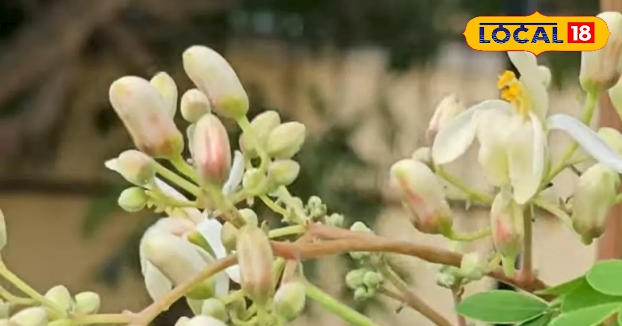 Winter Food: सर्दी में आदिवासी खूब खाते हैं ये फूल, बनाते हैं खास डिश, खाने से सेहत रहेगी फिट, जानें रेसिपी...