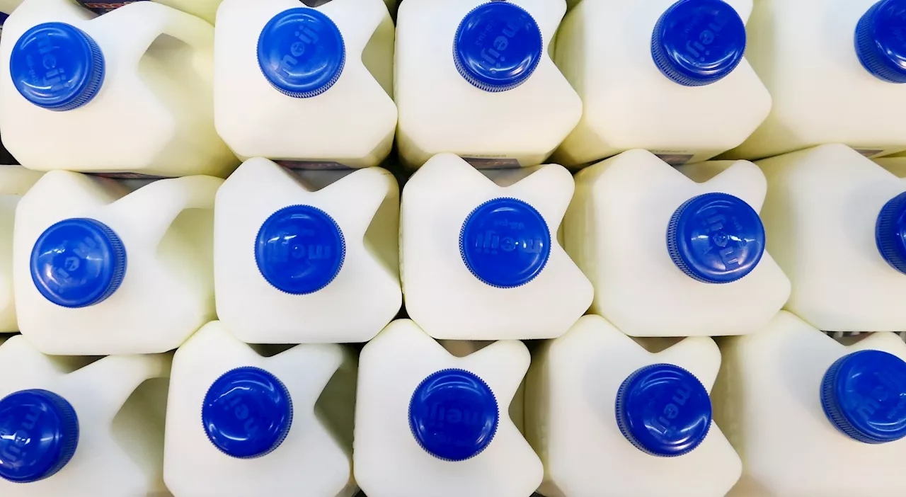 Rethinking dairy: Whole milk tied to healthier weight profiles