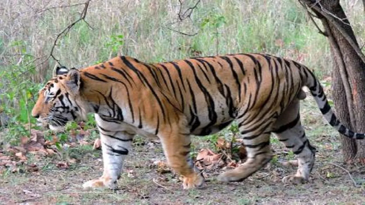 झारखंड में गढ़वा में बाघ फैलाई दहशत, वन विभाग ने ग्रामीणों को जंगल जाने से रोका