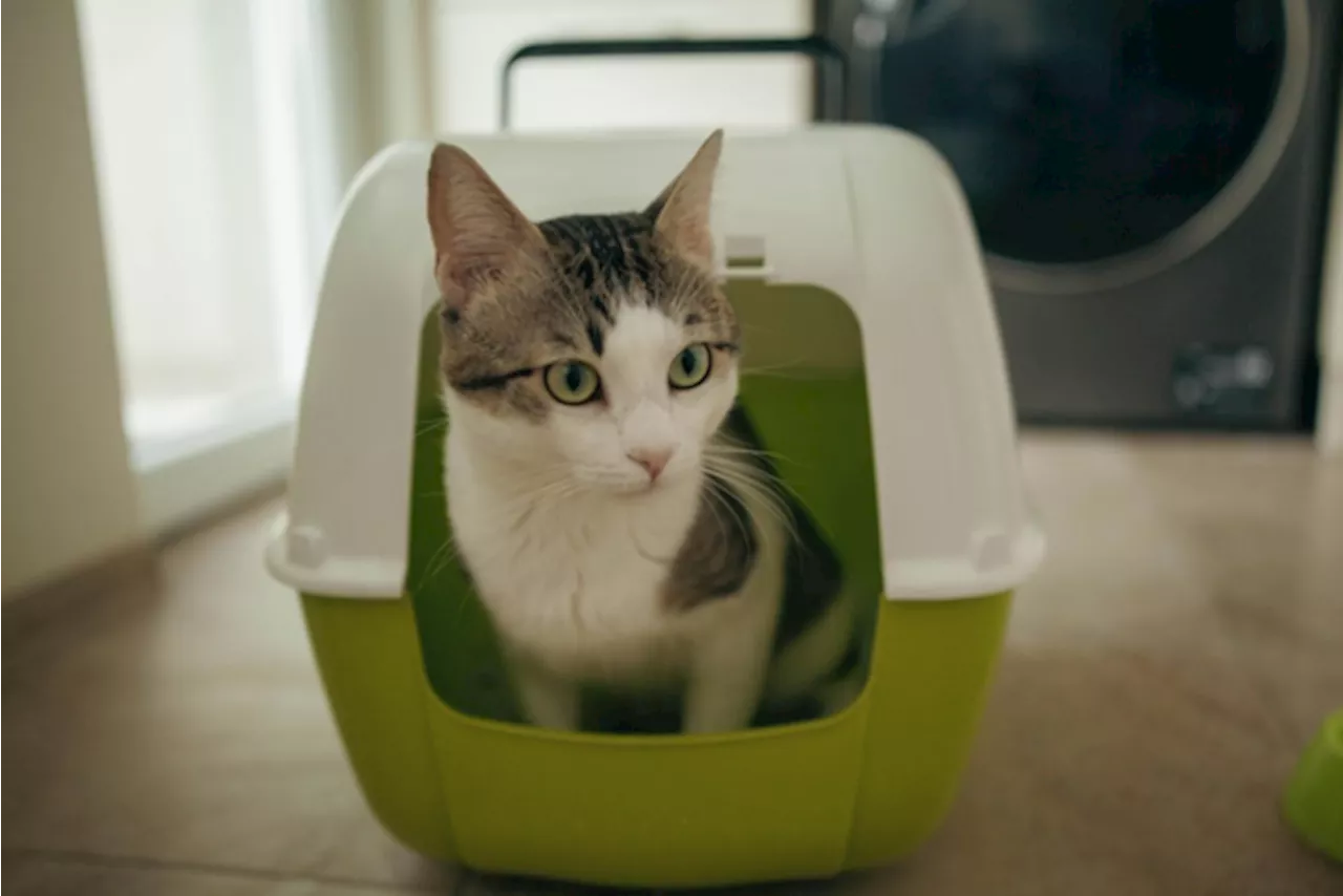 Ruzie over kattenbak draait uit op steekpartij en eindigt voor de rechter: “Ik ben fout geweest”