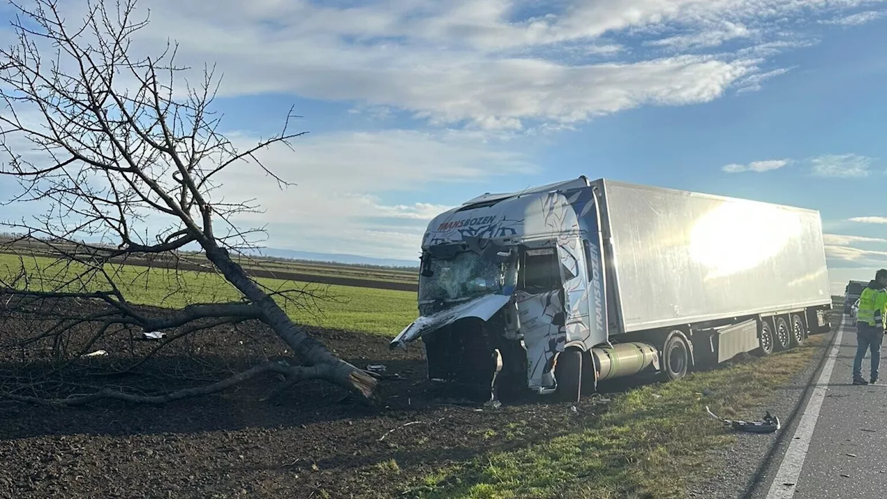 Lkw-Lenker verlor Kontrolle über sein Gefährt: Baum umgerissen