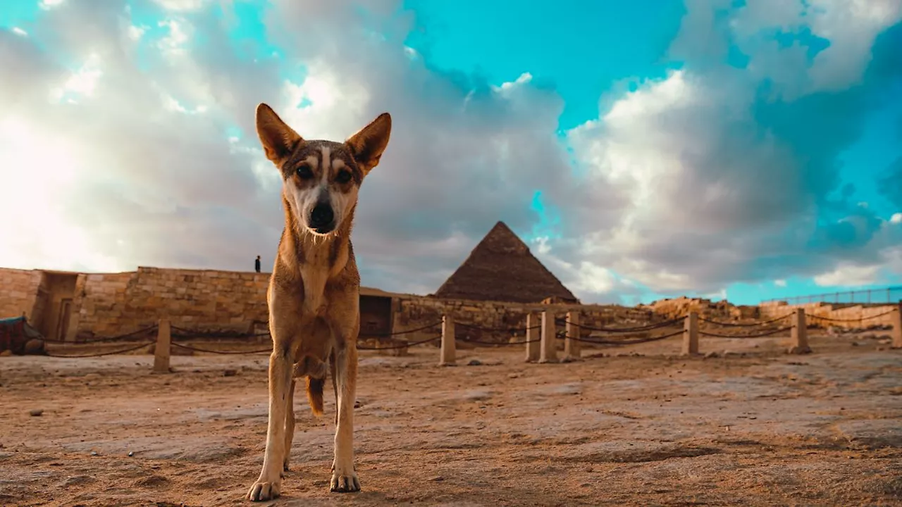 Virales Video von der Spitze der Chephren-Pyramide: Hund lockt mehr Touristen zu Pyramiden von Gizeh