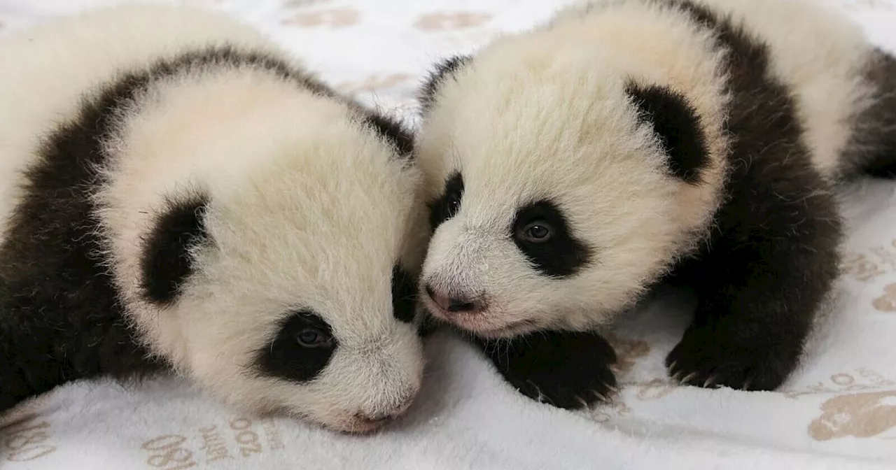 Kurz vor Krabbelalter - Panda-Zwillingen geht es prächtig