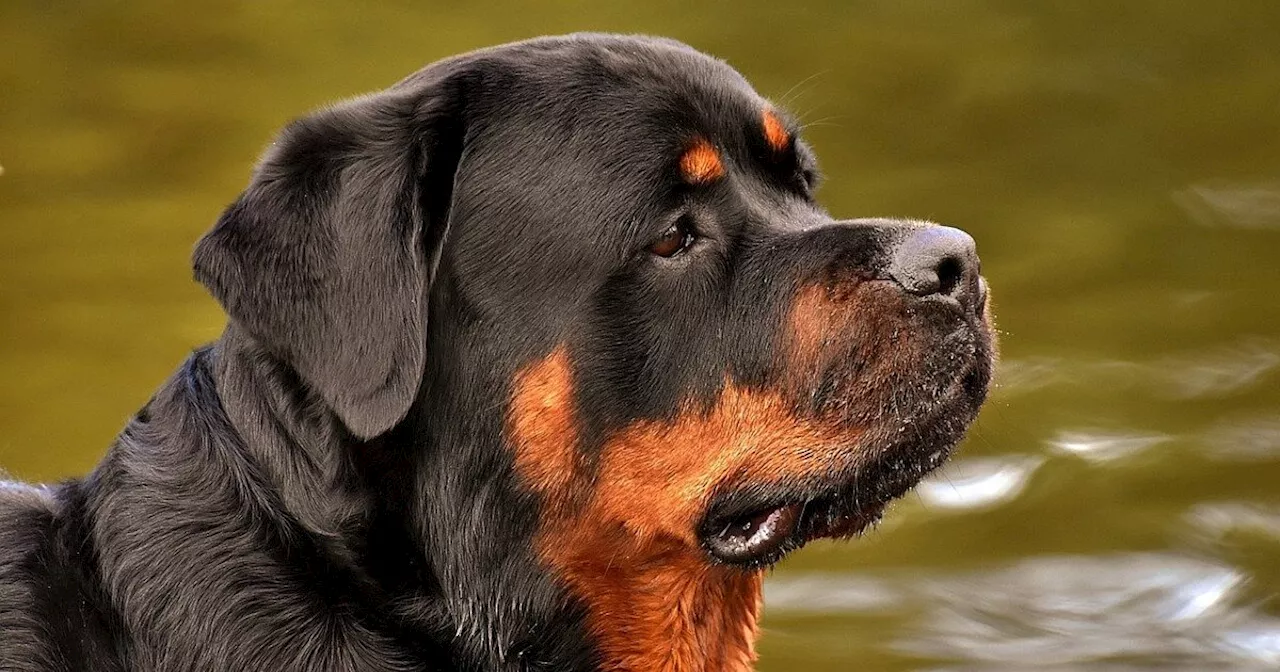 Nach Biss seines Rottweilers: 22-jähriger Herforder zu Geldstrafe verurteilt