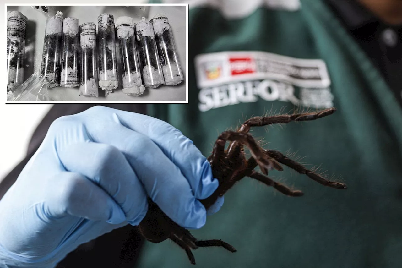 Bug smuggler arrested with more than 300 tarantulas strapped to his body — including dozens as big as a human hand