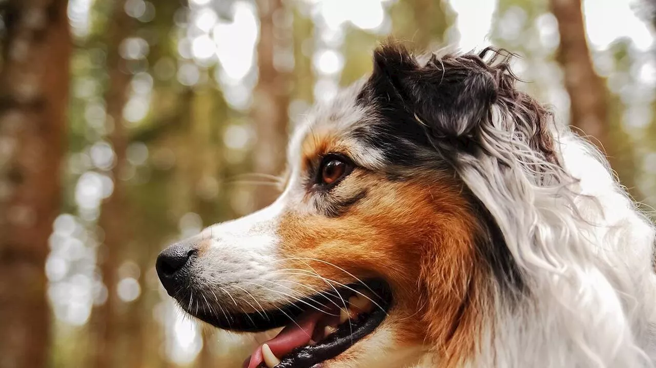 Son chien a disparu depuis plus de deux mois : 170 inconnus se mobilisent pour le retrouver