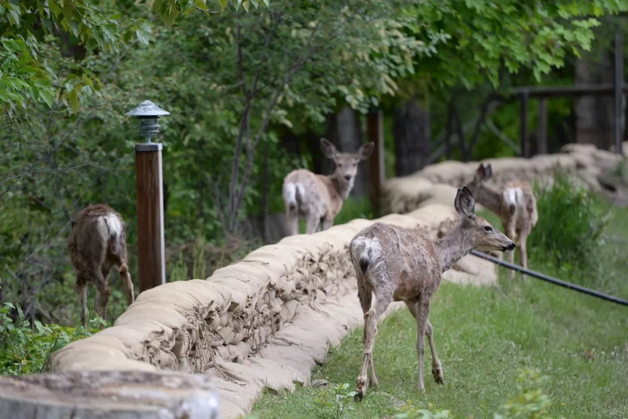 Third deer infected with chronic wasting disease in B.C.