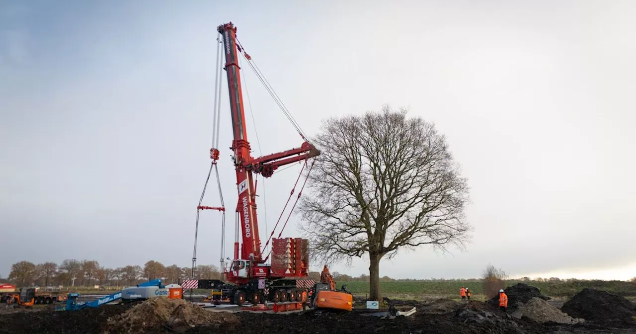 Operatie zomereik Hollandscheveld geslaagd: boom is verplaatst