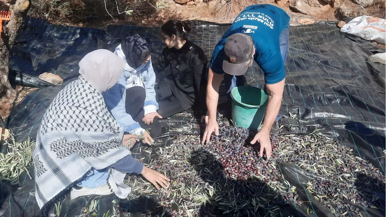 La perseverancia de los olivareros palestinos frente a los ataques de los colonos: 'Es nuestra tierra'