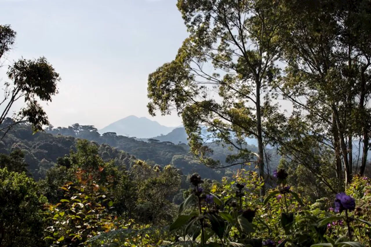 ‘Historic’ decision for the Batwa & DRC gorilla park faces hurdles — and hope