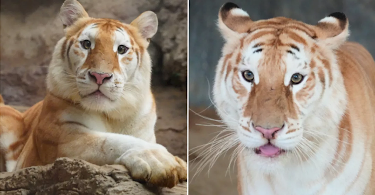 Meet Eva & Luna: Rare Golden Tiger Cubs In Thailand May Be Coming For Moo Deng's Crown