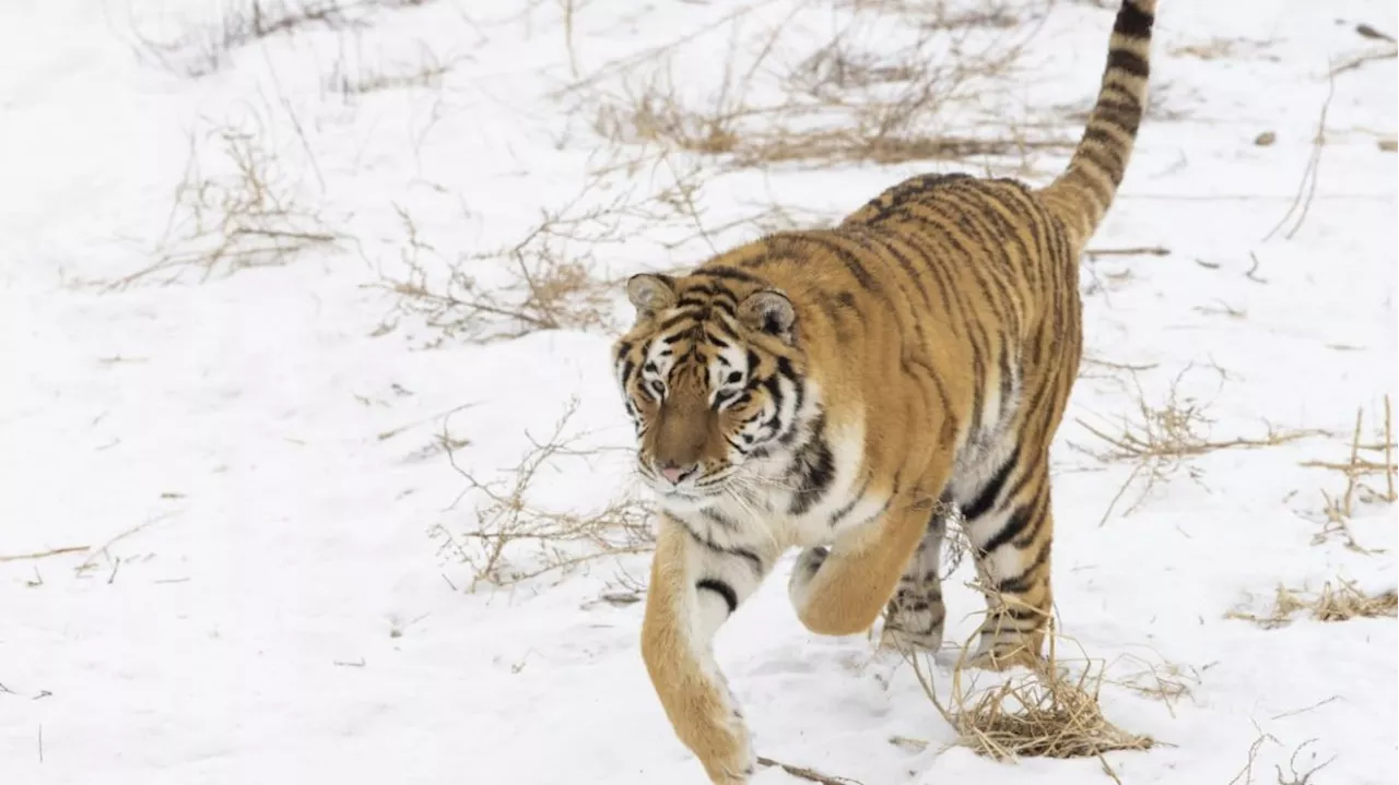 Chinese authorities on the hunt for Siberian tiger after it bites villager in Heilongjiang