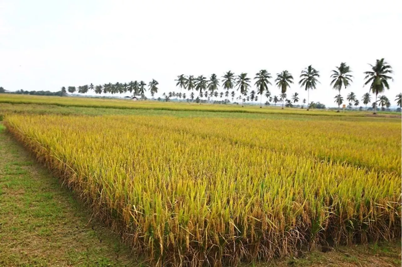 Sabah passes Bill to boost rice production amid global food security concerns