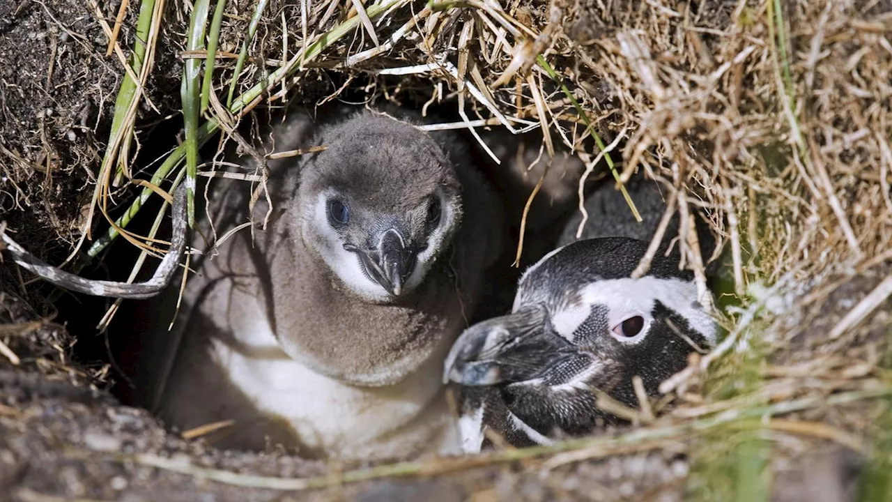 Pinguinnachwuchs: Argentinier tötet Küken – drei Jahre Haft